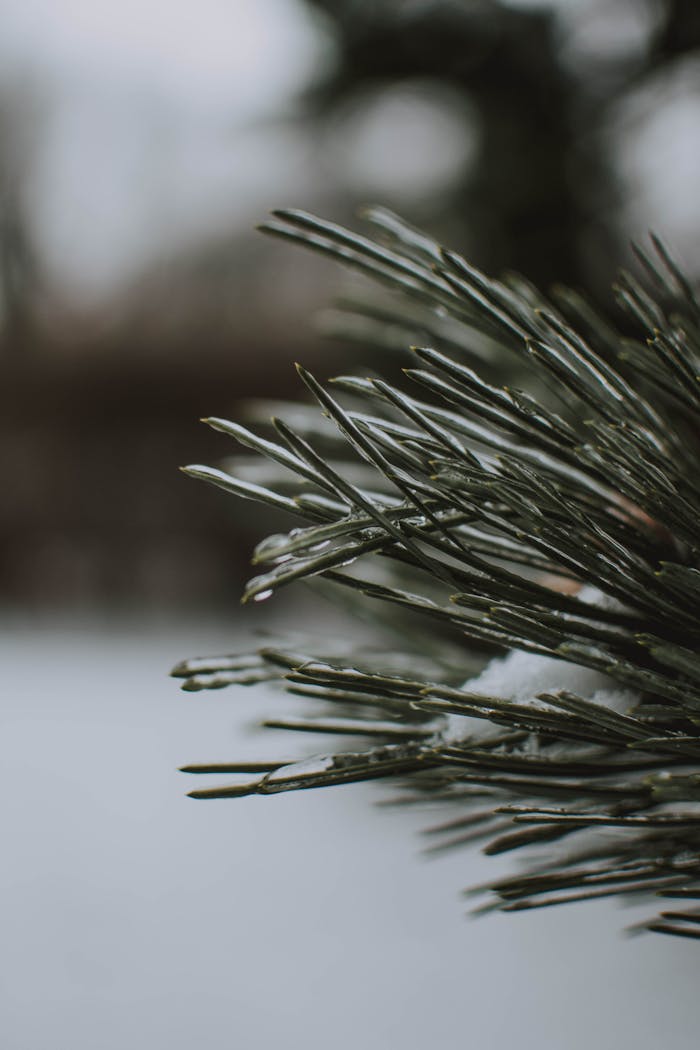 about-us-01 Detailed close-up of a frosty evergreen branch capturing the essence of winter outdoors.