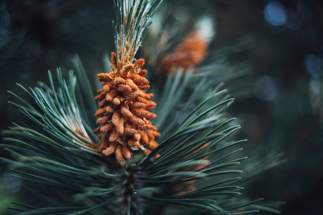 services-01 Detailed shot of a vibrant orange fir cone on a green conifer branch outdoors.