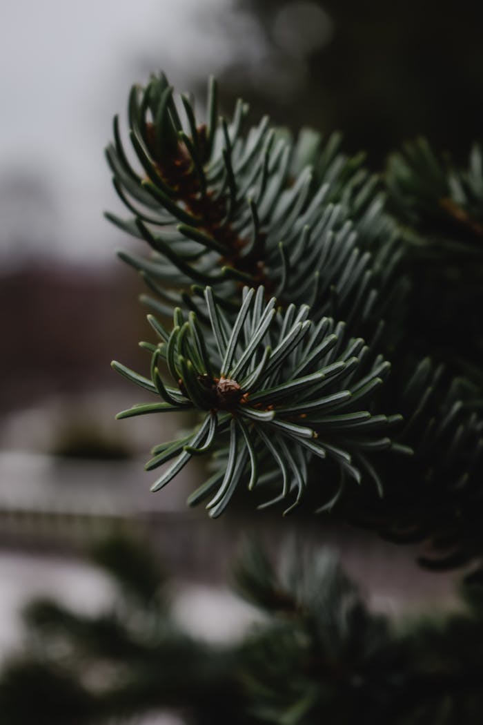 about-us-02 Detailed shot of a green pine branch in Helsinki, capturing natural texture and depth.