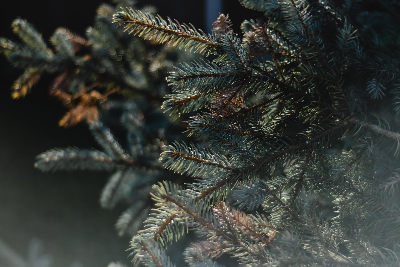 home-hero-1 Detailed view of spruce needles. Perfect for nature and foliage themes.