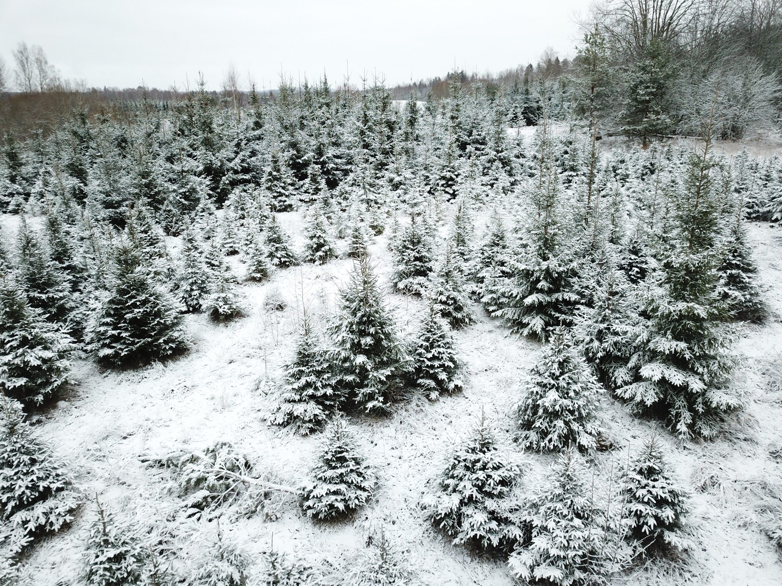 dcim100mediadji 0049.jpg