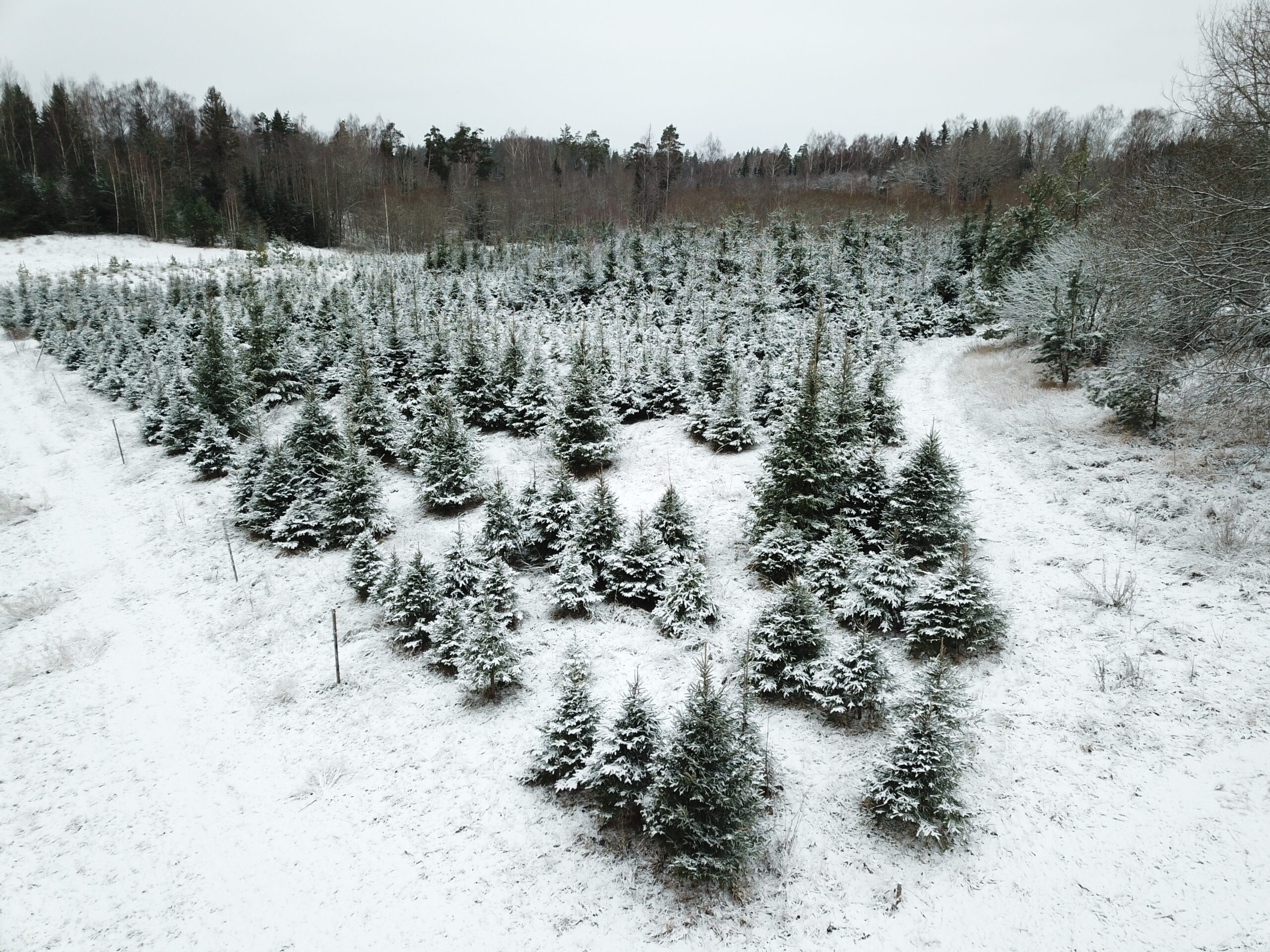 dcim100mediadji 0046.jpg